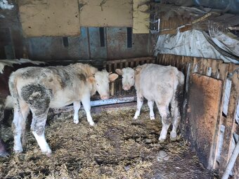 Predám jalovice - 8