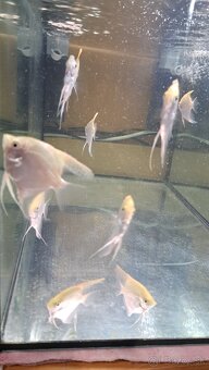 Americke cichlidy Amphilophus Citrinellus a skalare zlaté - 8