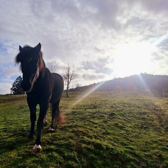 Pastvinové ustajnenie - 8