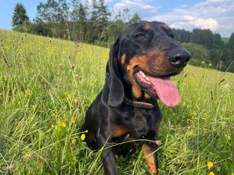 Tatranský durič x Slovenský kopov - 8