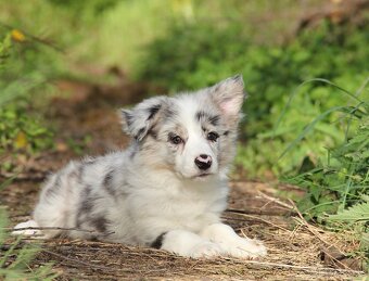 Border kólia,border collie,borderka bez PP - 8