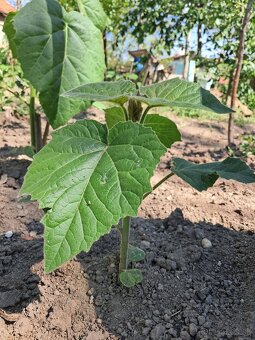 Cisarsky strom Paulownia a Aloe vera - 8