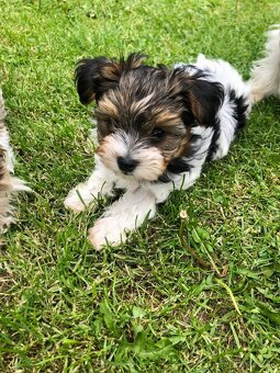 Predám Yorkshire Biwer Terrier - 8