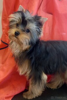 YORKSHIRE TERRIER s PP - 8