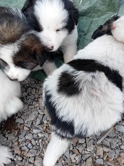 Šteniatka bordokoli - 8