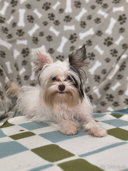 yorkshirsky teriér - yorki - biewer - 8