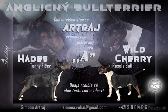 Anglicky bullterier s PP - 8