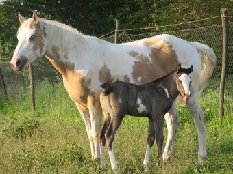 Pripúšťanie American Quarter Horse - 8