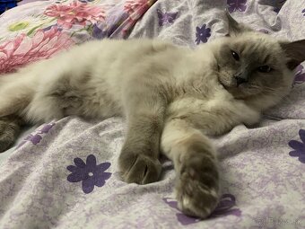 Ragdoll na krytie - 8