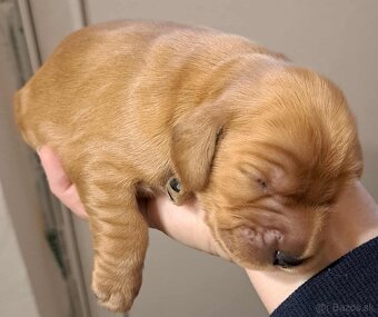 Anglický kokeršpániel - 8