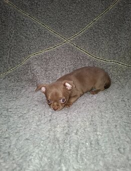 čivava šteniatka - 8