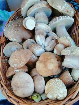 Sušené bylinky 2 - 8