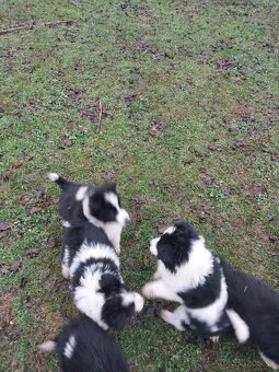 Predám Čistokrvné šteniatka Border Kolia - 8