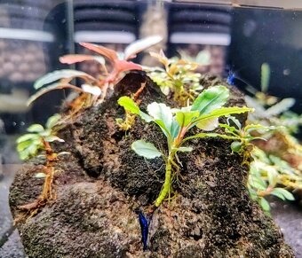 Predám krevetky Neocaridina Blue Diamond - 8