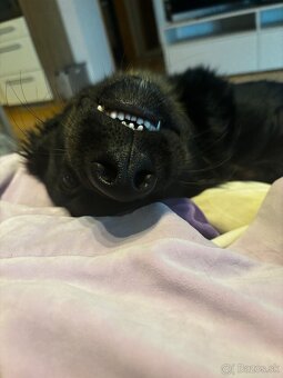 Psík na adopciu - 8