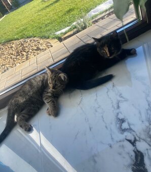 Darujem mačiatka 🐾 - 8