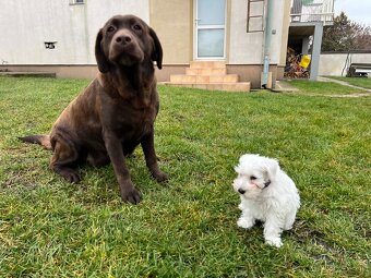 Biely malý bradáč s PP - 8