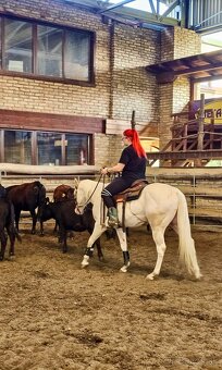 Pripúšťanie cremello žrebcom AQH - 8