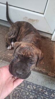 Predám Cane Corso Šteniatka - 8