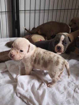 American Bully Standard - 8