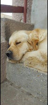Zlatý Retriever - 8