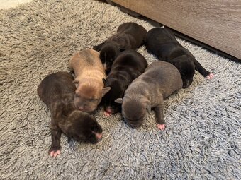 Americký stafordsirsky terier, Stafford, amstaf - 8