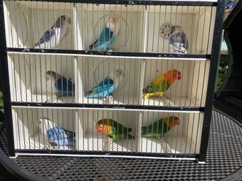 Agapornis fischeri - 8