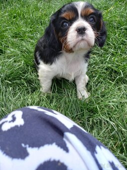 Cavalier king charles španiel - 8