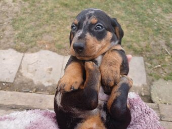 Šteniatka jazvečíka - 8