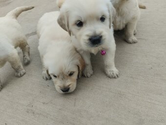 Zlatý retriever - 8