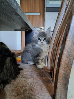 Mainska myvalia s PP - 8