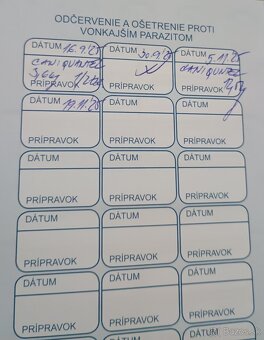 Americký pitbullterier - 8