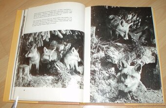 Povídání s liškou - 8