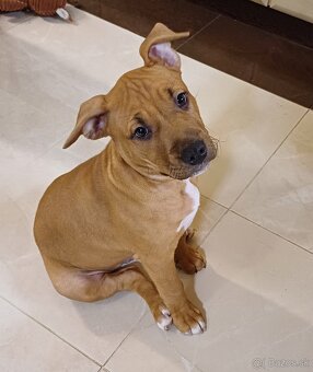 Americký stafordširský teriér - 8