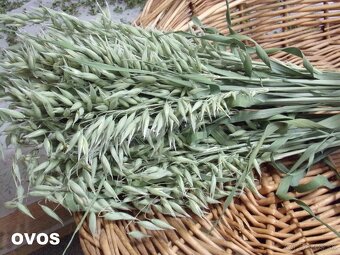 SUŠENÉ KVETY NA ĎALŠIU TVORBU - 8