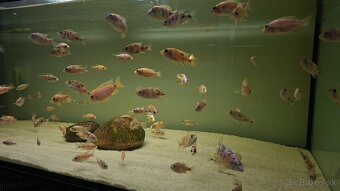 Africké cichlidy Malawi - 8