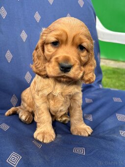 Steniatka anglicky kokerspaniel zlaty - 8