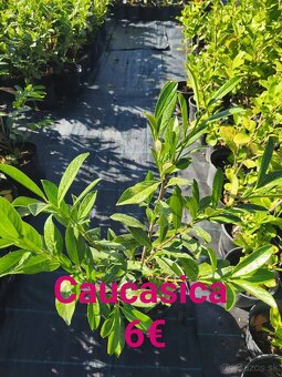 vavrínovec, červienka, cyprusovec, živý plot - 8