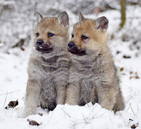 šteniatka československy vlčiak - 8