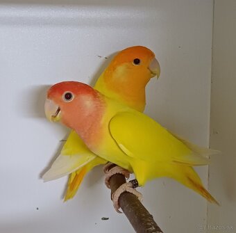 Prodám agapornise. - 8