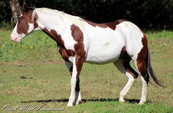 AMERICAN PAINT HORSE - 8