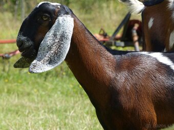 100 % anglonubijská kozička - 8