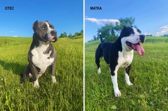 Šteniatka - Americký stafordšírsky teriér (Amstaff, Staford) - 8
