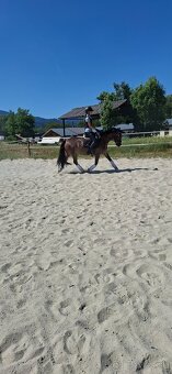Predám 10 ročnú welsh cob kobylu - 8