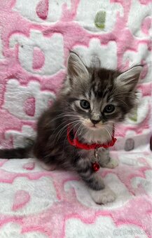 Mainská mývalia Maine coon - 8