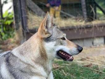 československý vlčiak s PP (FCI) - 8