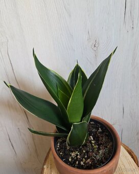 Rôzne izbové rastlinky - 8