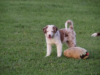 Miniatúrny americký ovčiak s PP- s rodokmeňom - 8