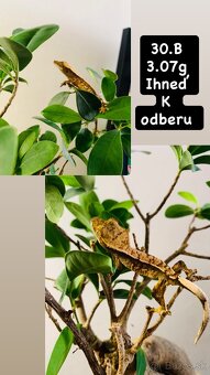 Pagekon riasnaty - 8