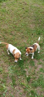 Jack russel terier šteniatka - 8